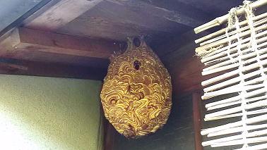 滋賀県大津市で１階軒下に営巣したキイロスズメバチの蜂の巣駆除