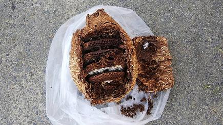 滋賀県大津市で１階軒下に営巣したキイロスズメバチの蜂の巣駆除