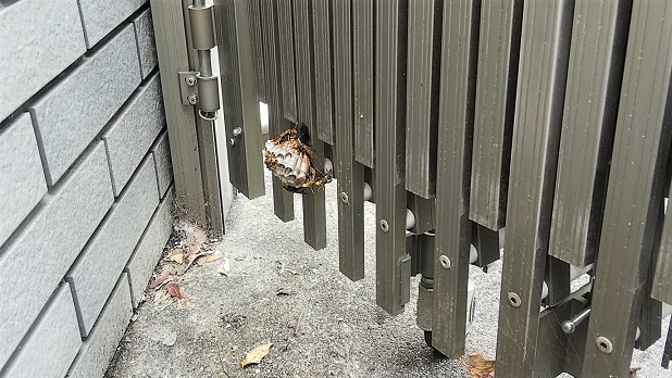 滋賀県大津市で駐車場カーテンゲートに営巣したアシナガバチの蜂の巣駆除