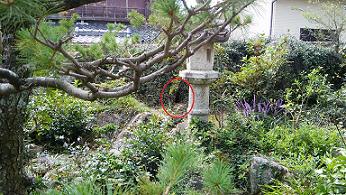滋賀県大津市で土中に営巣したオオスズメバチの蜂の巣駆除