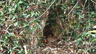滋賀県大津市で土中に営巣したオオスズメバチの蜂の巣駆除