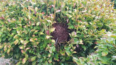 滋賀県守山市で寺院境内の庭木に営巣したコガタスズメバチの蜂の巣駆除 最安