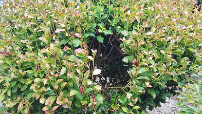 滋賀県守山市で寺院境内の庭木に営巣したコガタスズメバチの蜂の巣駆除