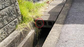 滋賀県守山市で側溝蓋コンクリートブロックの中に営巣したアシナガバチの蜂の巣駆除