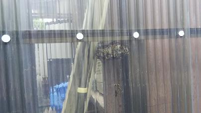 滋賀県守山市で物置に営巣したアシナガバチの蜂の巣駆除