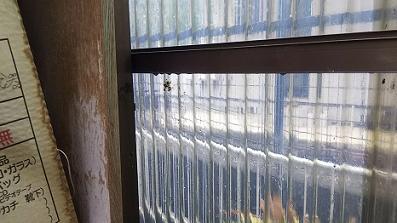 滋賀県守山市で物置に営巣したアシナガバチの蜂の巣駆除
