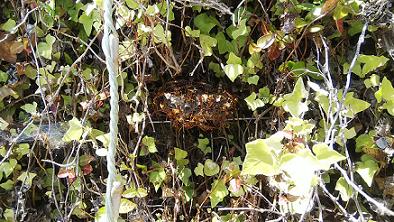 滋賀県彦根市で大型スーパー敷地内の植栽に営巣したアシナガバチの蜂の巣駆除