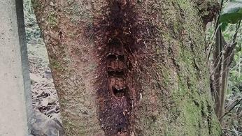 滋賀県彦根市で参道脇の木の洞に営巣したモンスズメバチの蜂の巣駆除