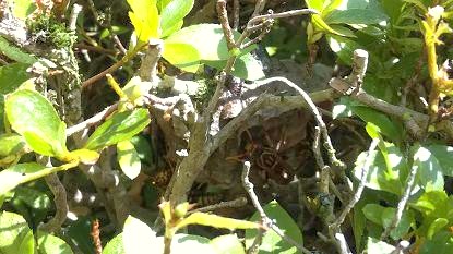 滋賀県東近江市で植込みに営巣したアシナガバチの蜂の巣駆除