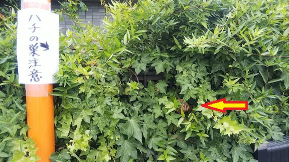 大阪府枚方市で垣根に営巣したコガタスズメバチの蜂の巣駆除