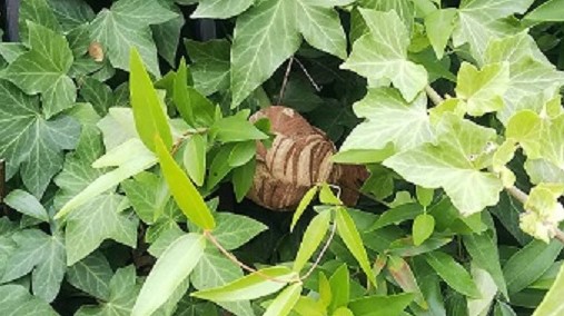 大阪府枚方市で垣根に営巣したコガタスズメバチの蜂の巣駆除