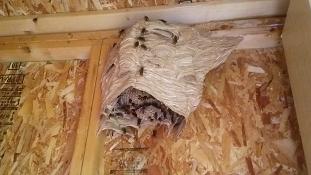 滋賀県甲賀市水口町で小屋の中に営巣したモンスズメバチの蜂の巣駆除