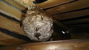 滋賀県湖南市で２階屋根裏に営巣したキイロスズメバチの蜂の巣駆除