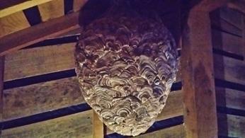 滋賀県甲賀市甲南町で屋根裏に営巣したキイロスズメバチの蜂の巣駆除