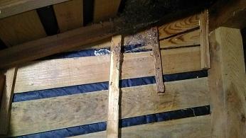 滋賀県甲賀市甲南町で屋根裏に営巣したキイロスズメバチの蜂の巣駆除