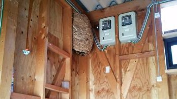 滋賀県甲賀市水口町でプレハブ小屋内部に営巣したモンスズメバチの蜂の巣駆除