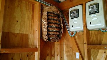 滋賀県甲賀市水口町でプレハブ小屋内部に営巣したモンスズメバチの蜂の巣駆除