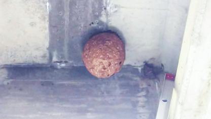 滋賀県米原市で橋梁の下に営巣したキイロスズメバチの蜂の巣駆除