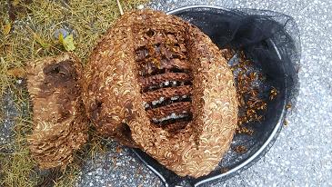 滋賀県米原市で看板上部の内側に営巣したキイロスズメバチの蜂の巣駆除