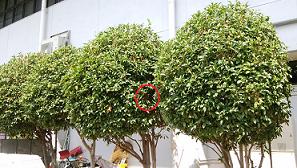 滋賀県草津市で市民体育館の敷地内植栽に営巣したコガタスズメバチの蜂の巣駆除