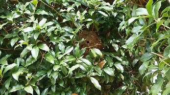 滋賀県草津市で市民体育館の敷地内植栽に営巣したコガタスズメバチの蜂の巣駆除