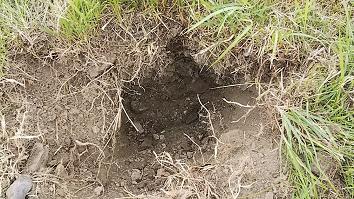 滋賀県草津市で田んぼの畦に営巣したオオスズメバチの蜂の巣駆除