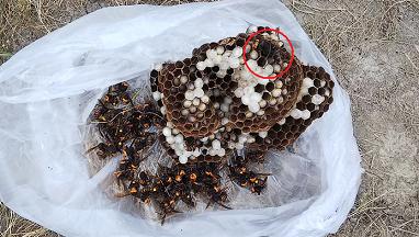 滋賀県草津市で田んぼの畦に営巣したオオスズメバチの蜂の巣駆除