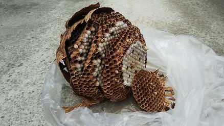 滋賀県草津市で屋根裏に営巣したモンスズメバチの蜂の巣駆除