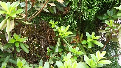 滋賀県野洲市で庭木に営巣したコガタスズメバチの蜂の巣駆除