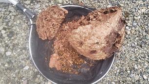 滋賀県長浜市で電柱の柱上トランス下に営巣したキイロスズメバチの蜂の巣駆除