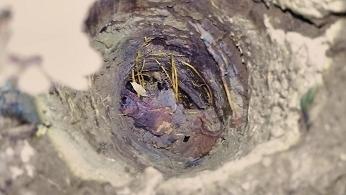滋賀県高島市で事業所裏の土中に営巣したオオスズメバチの蜂の巣駆除