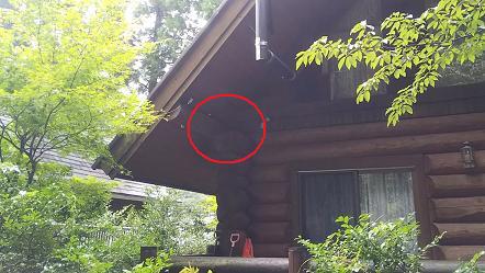 滋賀県高島市で壁の中に営巣したキイロスズメバチの蜂の巣駆除