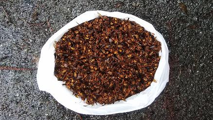 滋賀県高島市で壁の中に営巣したキイロスズメバチの蜂の巣駆除
