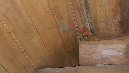 滋賀県高島市で壁の中に営巣したキイロスズメバチの蜂の巣駆除