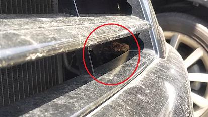 大阪府高槻市で車のエンジンルームに営巣したアシナガバチの蜂の巣駆除