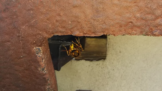 滋賀県大津市で２階屋根軒天内に営巣したキイロスズメバチの蜂の巣駆除