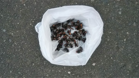 滋賀県大津市で２階屋根軒天内に営巣したモンスズメバチの蜂の巣駆除