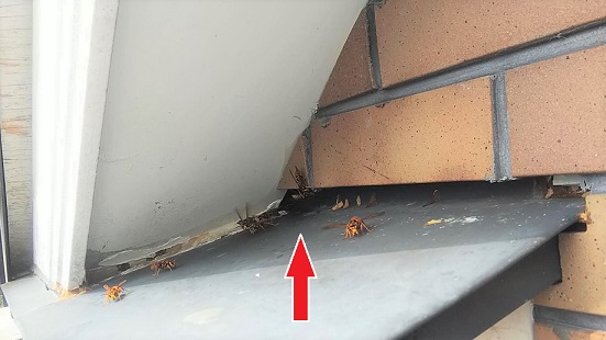 滋賀県大津市で２階屋根裏に営巣したキイロスズメバチの蜂の巣駆除