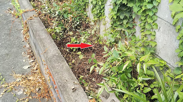 滋賀県大津市でブロック塀の下に営巣したオオスズメバチの蜂の巣駆除