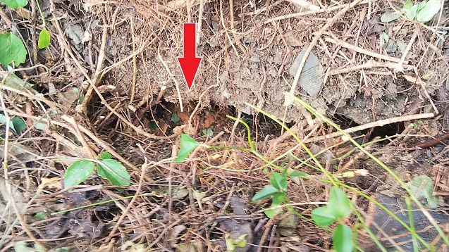 滋賀県大津市でブロック塀の下に営巣したオオスズメバチの蜂の巣駆除
