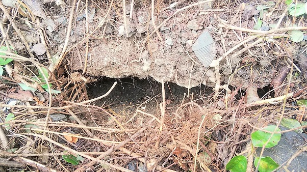 滋賀県大津市でブロック塀の下に営巣したオオスズメバチの蜂の巣駆除
