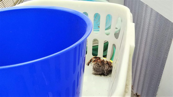滋賀県大津市で倉庫内のかごに営巣したアシナガバチの蜂の巣駆除
