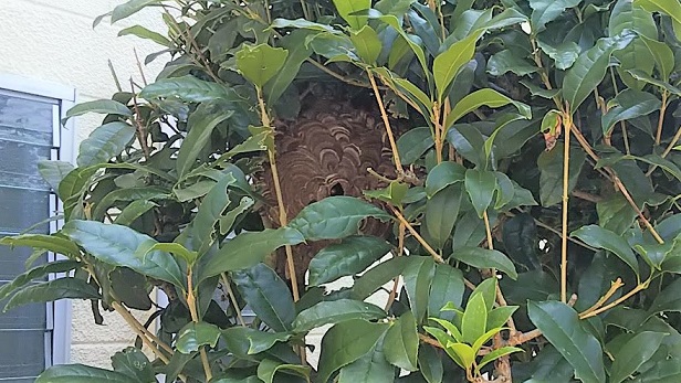 滋賀県大津市で庭木に営巣したコガタスズメバチの蜂の巣駆除