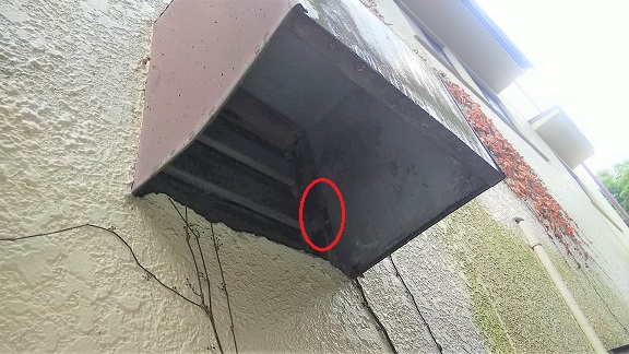 滋賀県大津市で換気扇フードに営巣したキイロスズメバチの蜂の巣駆除