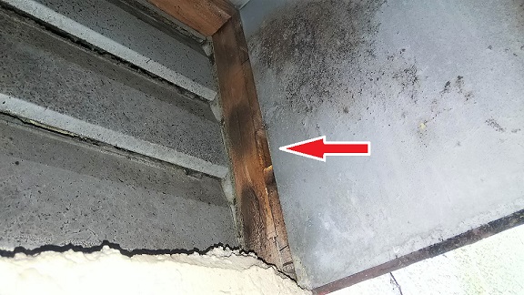 滋賀県大津市で換気扇フードに営巣したキイロスズメバチの蜂の巣駆除