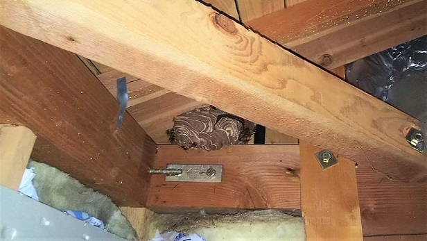 滋賀県大津市で１階の屋根裏に営巣したキイロスズメバチの蜂の巣駆除