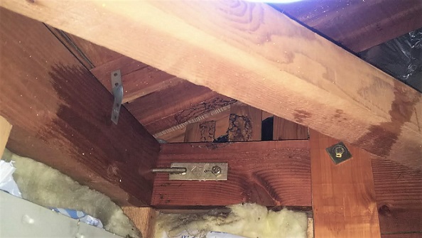 滋賀県大津市で１階の屋根裏に営巣したキイロスズメバチの蜂の巣駆除