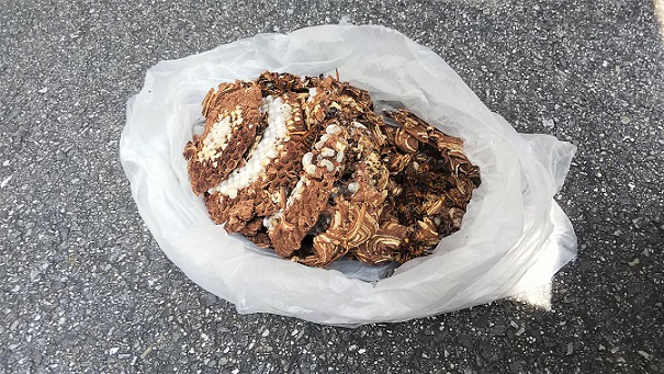 滋賀県大津市で１階の屋根裏に営巣したキイロスズメバチの蜂の巣駆除