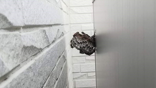 滋賀県大津市で屋外給湯器裏に営巣したアシナガバチの蜂の巣駆除
