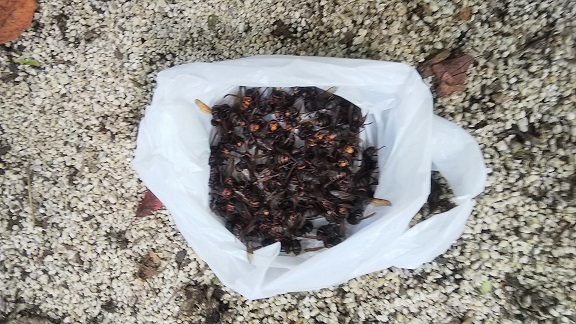 滋賀県大津市で玄関天井裏に営巣したモンスズメバチの蜂の巣駆除